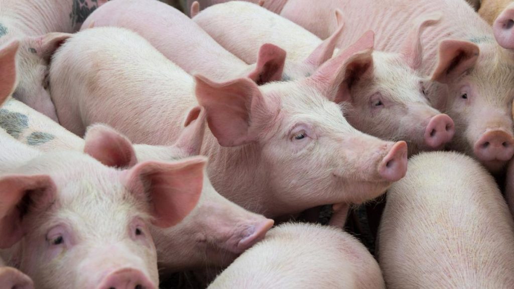 Focar de pesta porcina africana confirmat la o ferma din Constanta 49000 de porci vor fi sacrificati