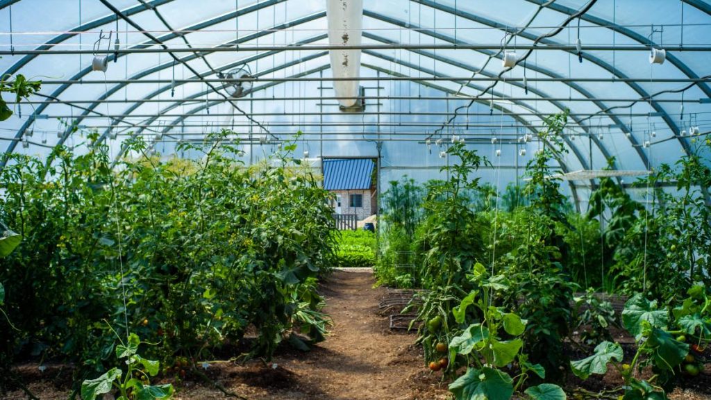 Prima butelie in sera Cum vrea ministrul Agriculturii sa ajute fermierii sa cultive legume tot anul