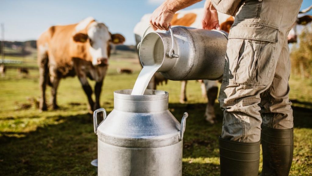 Romania poate deveni lider in procesarea agroalimentara din sud estul Europei Putem produce 10000 litri lapte zilnic