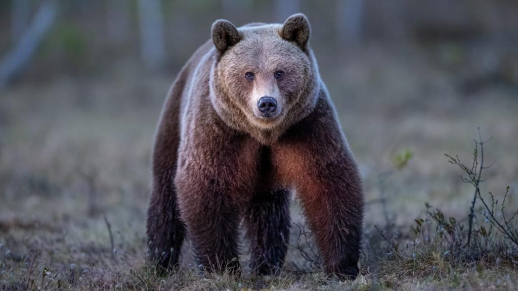 Alerta in Targoviste Urs vazut intr o localitate