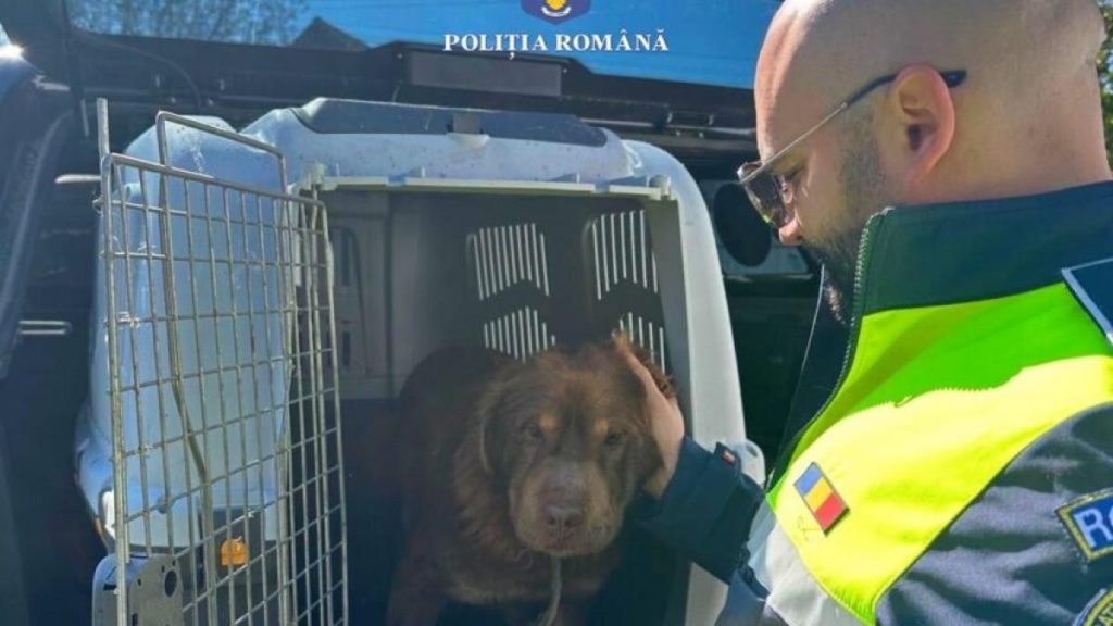 Barbat din Mures amendat cu 12000 lei pentru abandonul cainelui