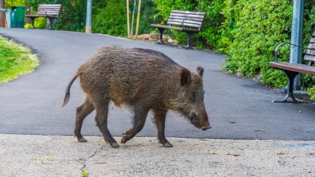 Mesaj RO Alert Porc mistret observat in parc Otopeni