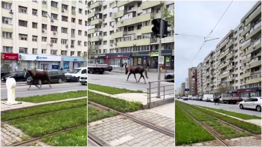 Un cal alearga liber pe un bulevard din Bucuresti