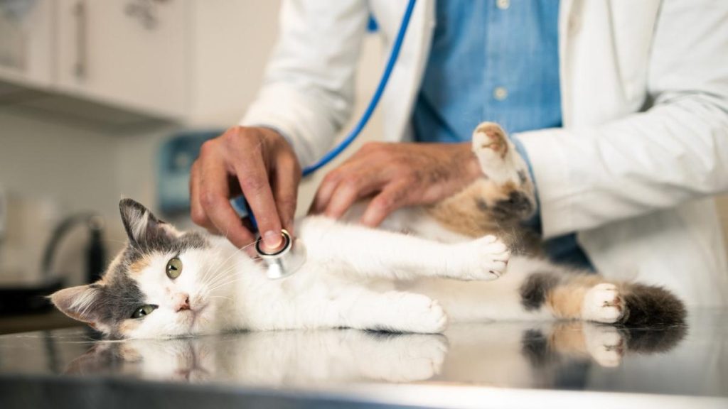 Barbat din Satu Mare fals medic veterinar retinut