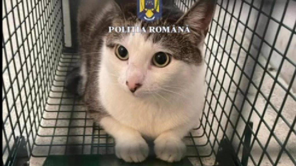 Doua pisici salvate din apartament din Bucuresti