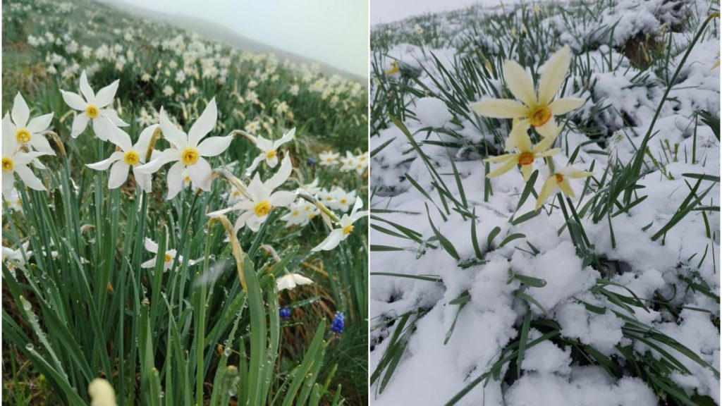 Poiana cu narcise din Muntii Rodnei acoperita cu 20 cm zapada