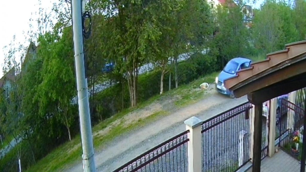 Un caine fara stapan impuscat in Timisoara suspect identificat