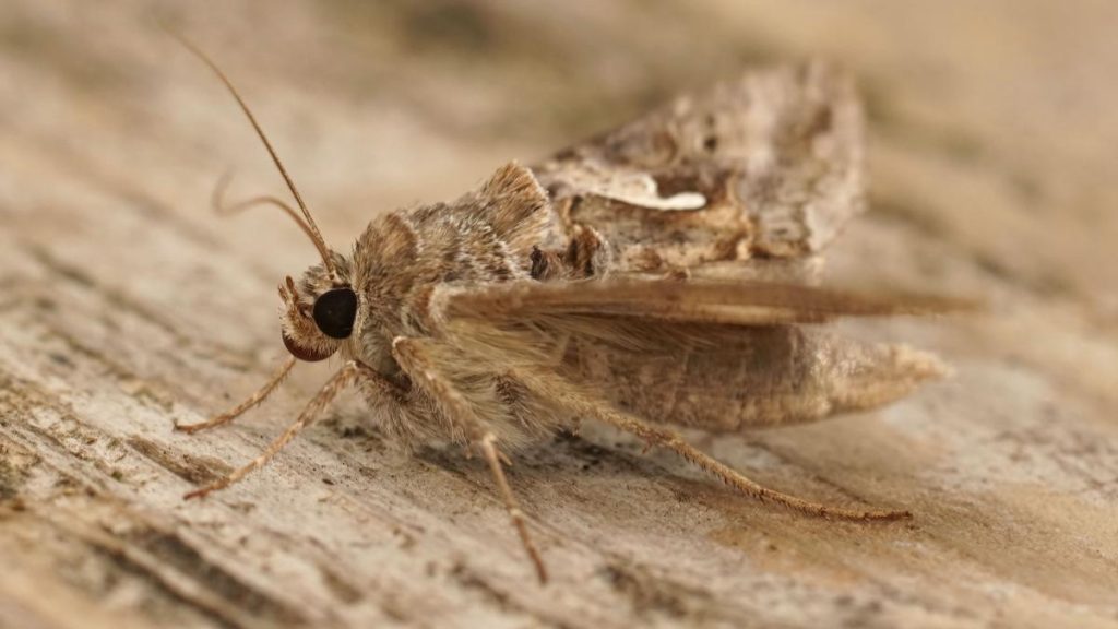 Invazia de fluturi Buha gamma in Bucuresti si alte orase