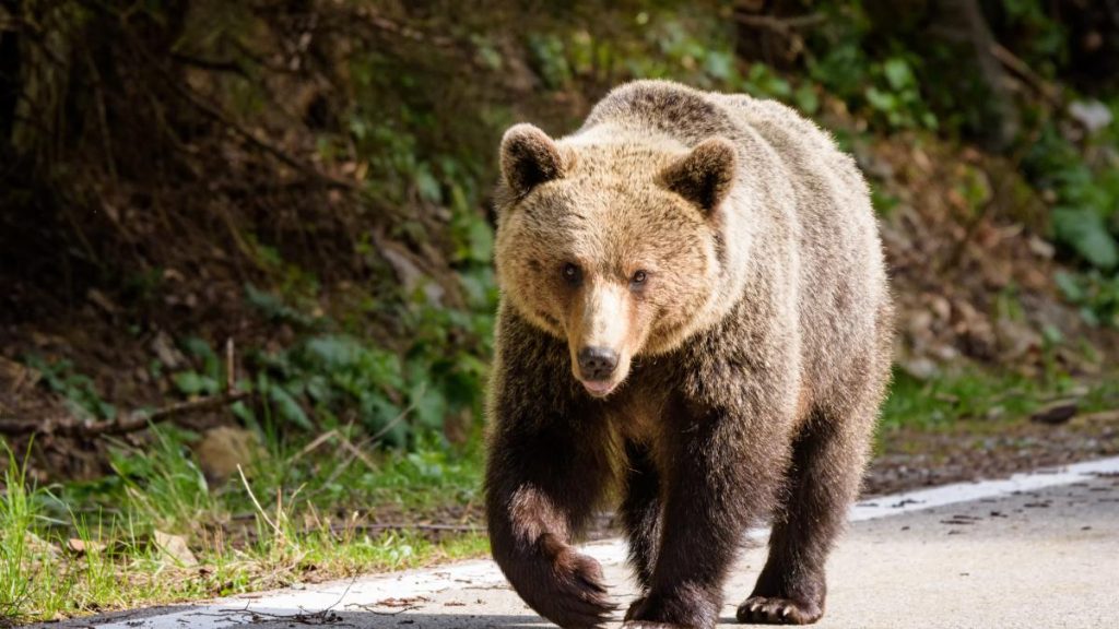 Panica in Alba Iulia urs vazut in oras alerta RO Alert