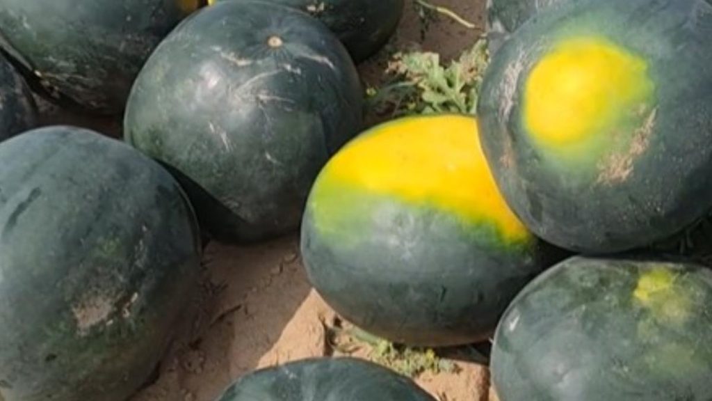 Primii pepeni din Dabuleni sunt in pietele pret kilogram