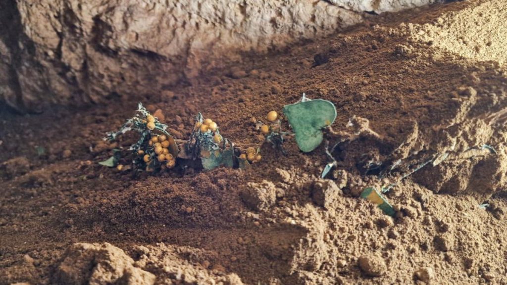 Descoperire arheologica la Callatis artefacte de aur si bronz