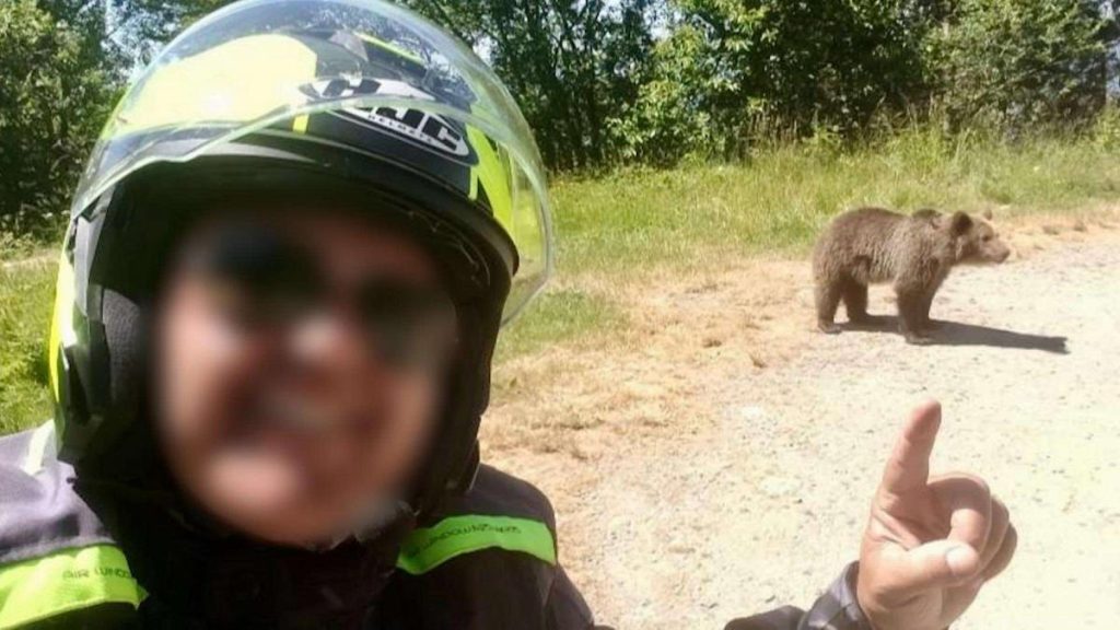 Italianul mort pe Transfagarasan hranise ursoaica agresiva