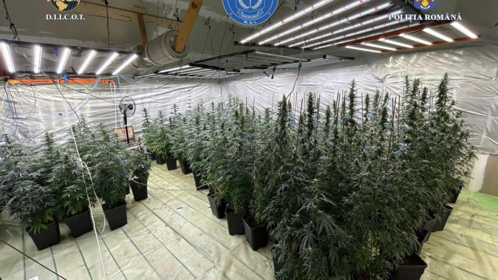 Politist infractor agent de politie cultiva canabis acasa