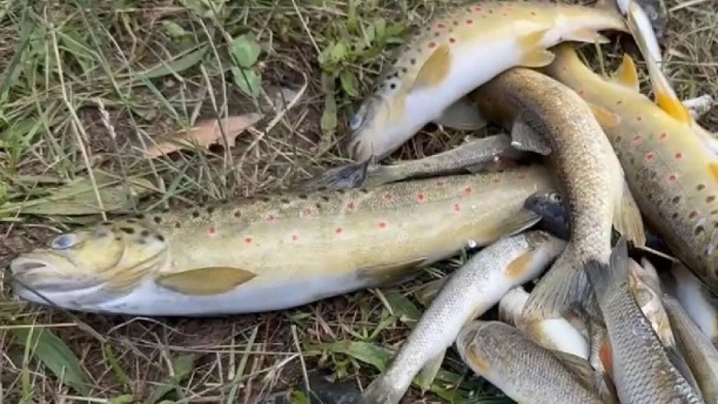 Alerta in Sibiu Mii de pesti morti in raul Avrig