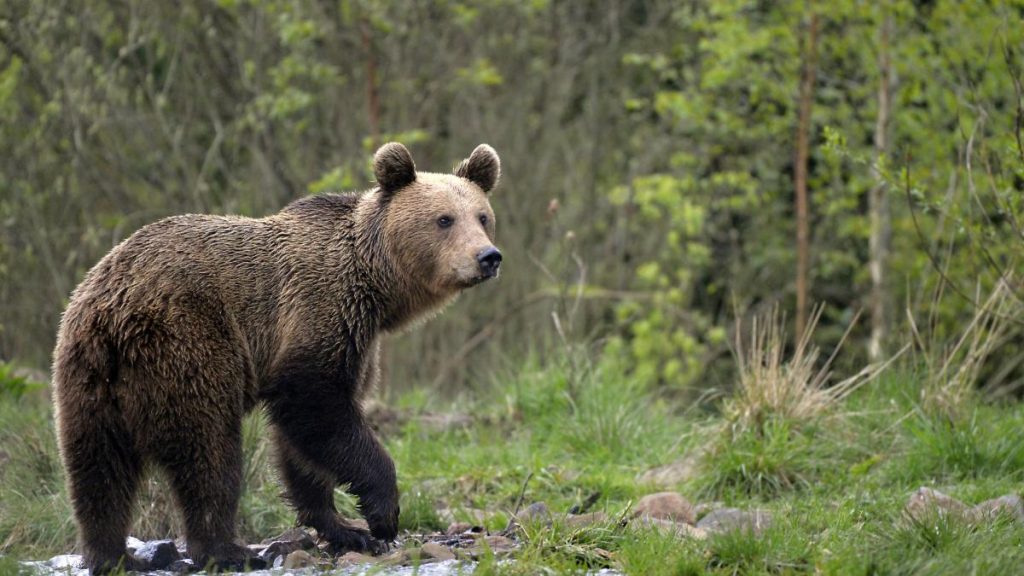 Fenomen alarmant in Romania Localnicii otravestc ursii intentionat