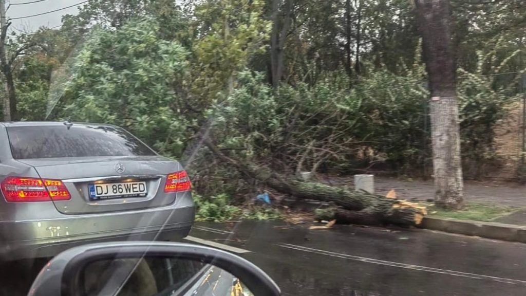 Furtuna violenta in Bucuresti a distrus copaci
