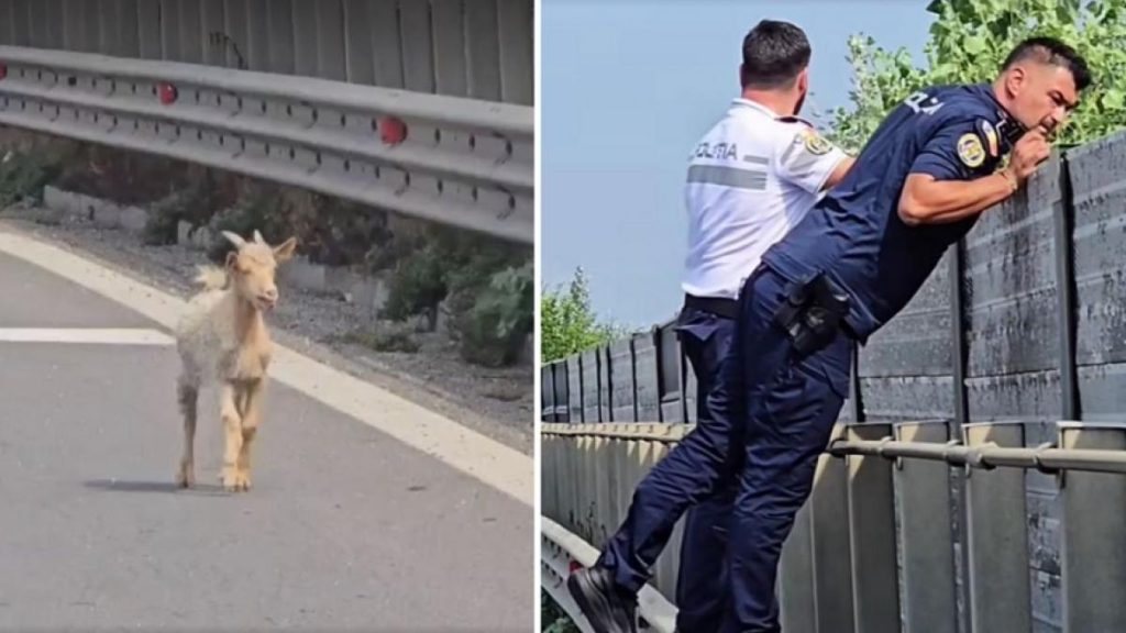 Niste iezi au oprit traficul pe A1 Imagini de la interventia politiei