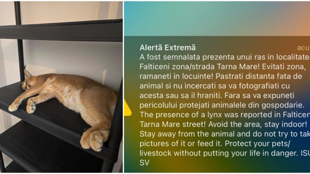Ras scapat pe strazile din Falticeni avertizari RO ALERT