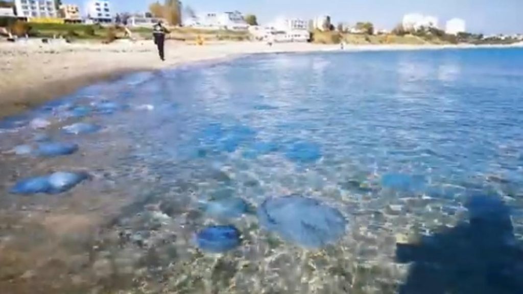 Turistii sunt exasperati de invazia meduzelor la mare