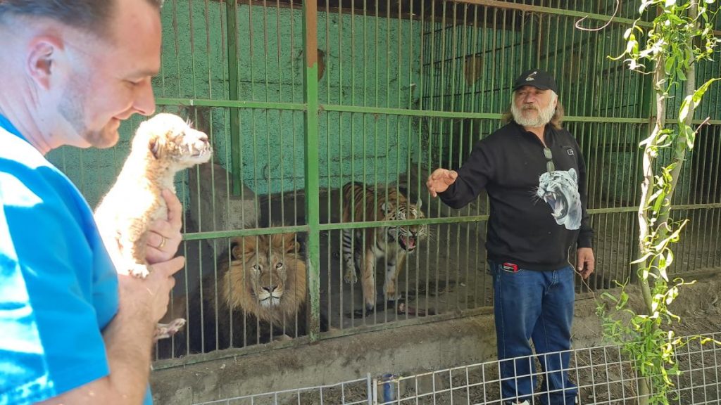 Un copil de 5 ani muscat de ligru la zoologica