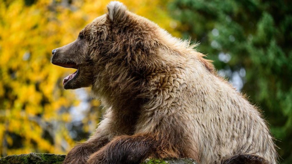 Barbat atacat de urs la Pestera Laptelui Brasov