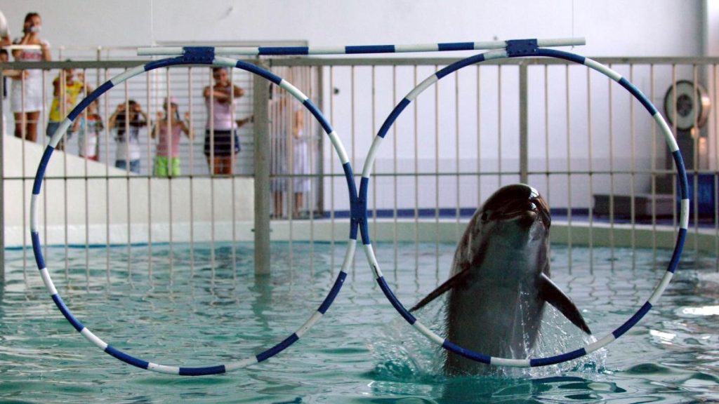 Delfinariul Constanta nu poate cumpara delfini din Cuba