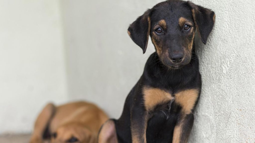 215000 de oameni au semnate pentru protectia animalelor