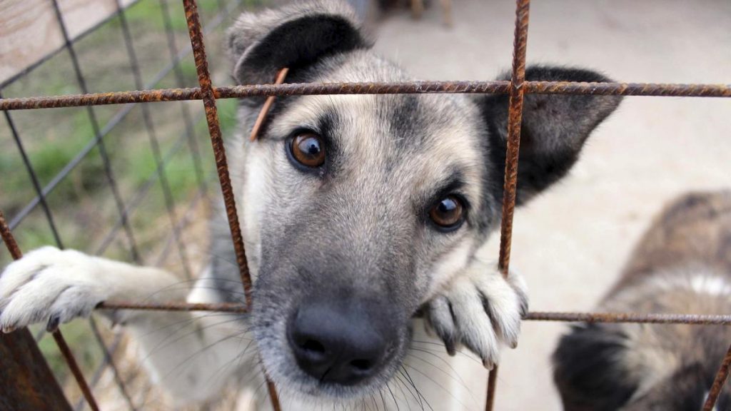 Pachet revolutionar de legi pentru viata animalelor