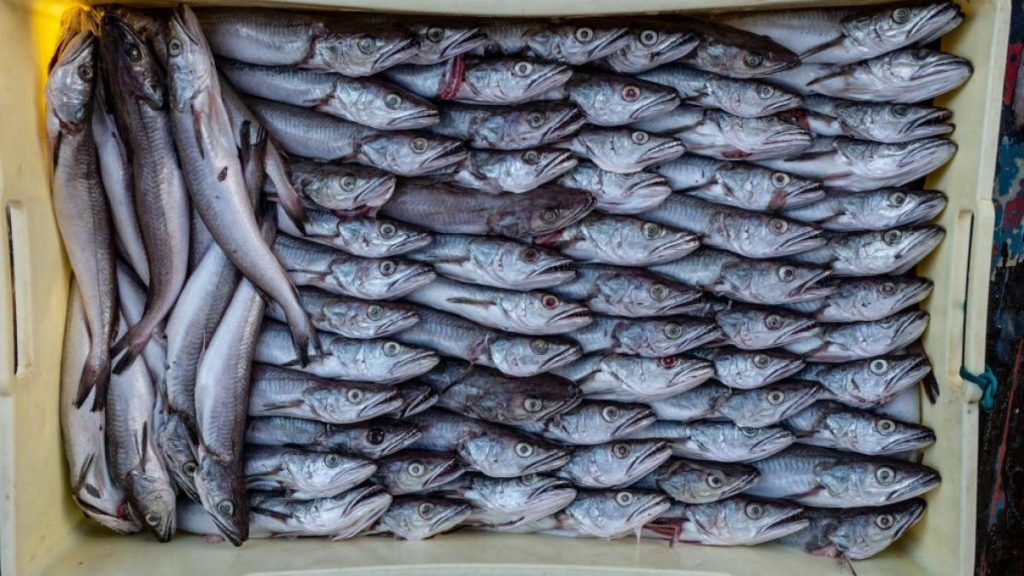 Peste 600 de kilograme de merluciu cu Anisakis retrase Peste 600 de kilograme de merluciu cu Anisakis retrase