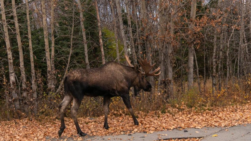 Un elan misterios a aparut in Hunedoara