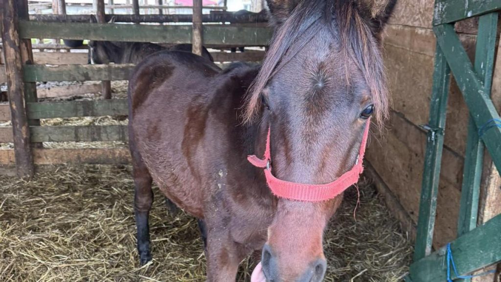 Situație critică la adăpostul de animale din Dolj situatie critica la adapostul de animale din dolj
