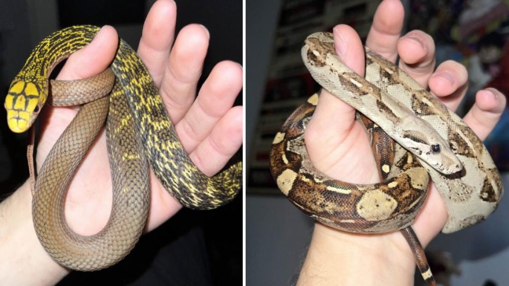 Crestatorie ilegala de reptile descoperita in Bihor