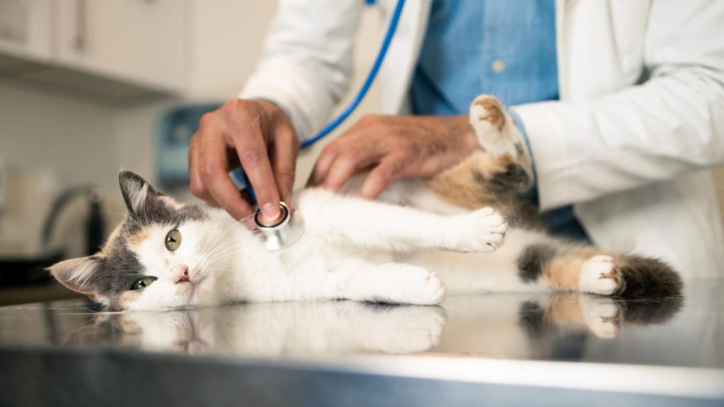 Sute de cabinete veterinare risca sa se inchida
