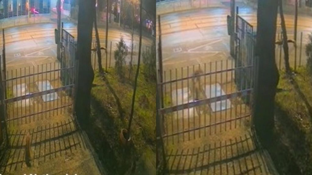 Trei vulpi surprinse in centrul Bucurestiului