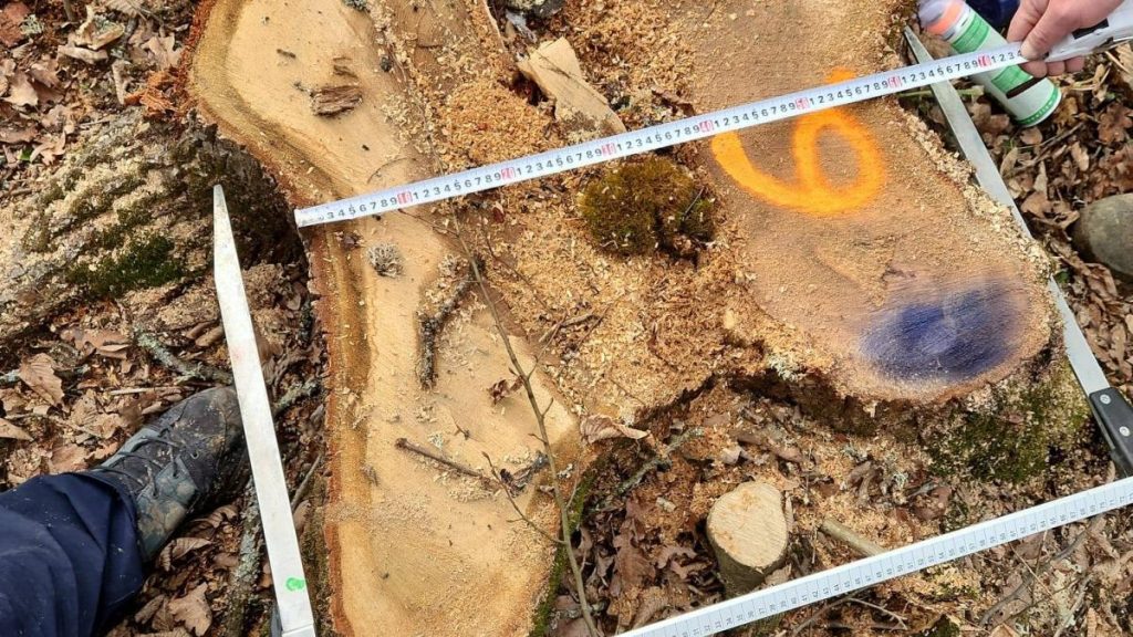 Diana Buzoianu anunta ca a descoperit taieri ilegale in zona protejata Podisul Hartibaciului