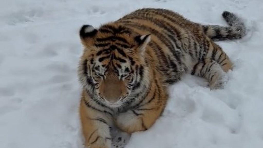 Imagini cu un tigru siberian eliberat intr o curte din Damovita au fost postate pe TikTok Politica a