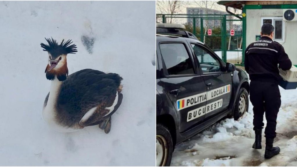 O pasăre impresionantă din Delta Văcărești, dintr-o specie protejată, a fost salvată după ce a… O pasare impresionanta din Delta Vacaresti dintr o specie protejata a fost salvata dupa ce a