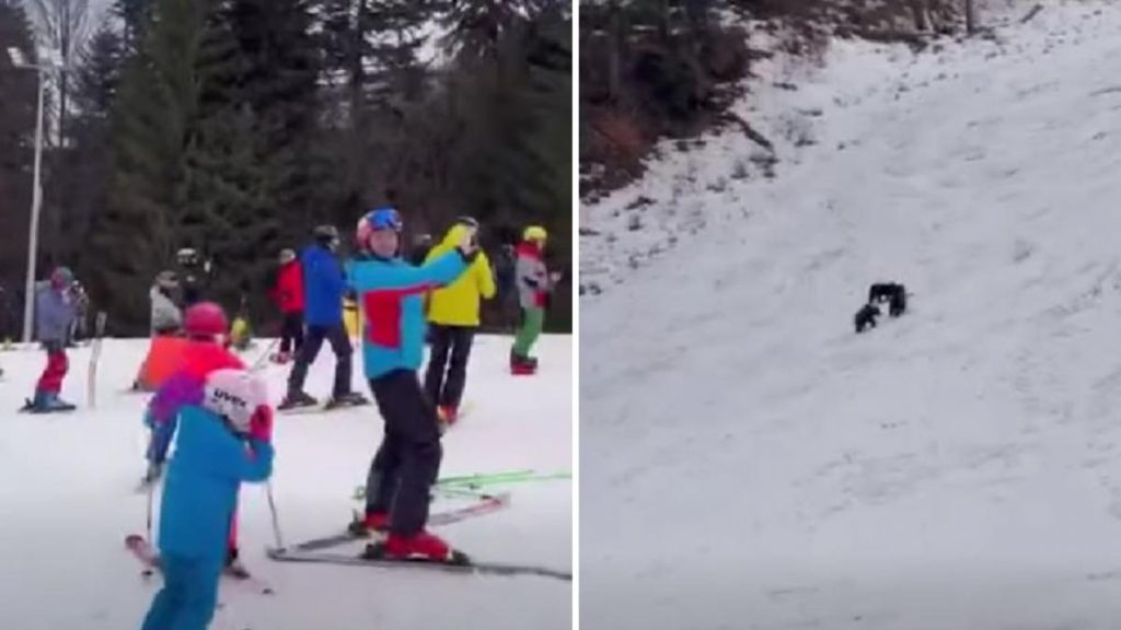 O ursaica cu doi pui a fost vazuta langa o partie de schi din Poiana Brasov
