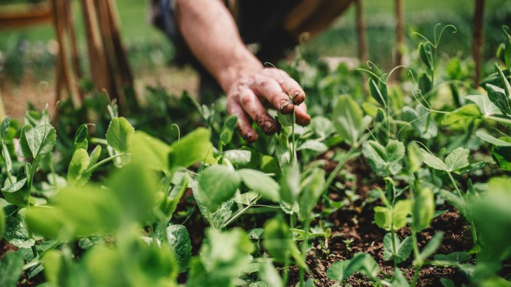 „Activitățile din gospodărie pot oferi pensie și asigurare medicală”. Românii care pot beneficia de tichete… Activitatile din gospodarie pot oferi pensie si asigurare medicala Romanii care pot beneficia de tichete