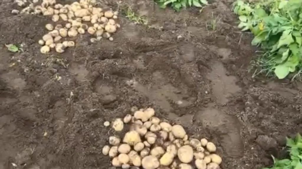 Cartofii noi romanesti ajung pe piata la preturi exorbitante Un kilogram ar putea fi vandut chiar si cu 40 de