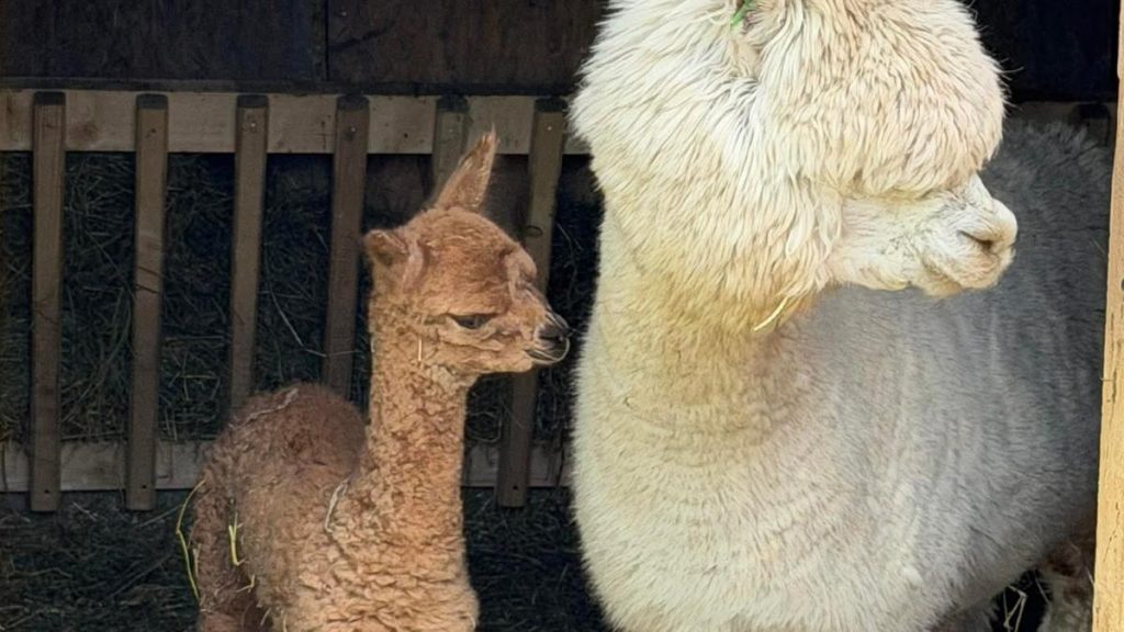 Imagini cu puiul de alpaca născut în Valea Ciutelor, din Parcul Romanescu. Olguţa Vasilescu: „Va fi… Imagini cu puiul de alpaca nascut in Valea Ciutelor din Parcul Romanescu Olguta Vasilescu Va fi