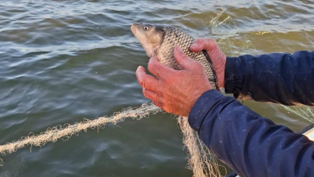 În Deltă a început perioada în care pescuitul la șalău și biban este oprit. In Delta a inceput perioada in care pescuitul la salau si biban este oprit
