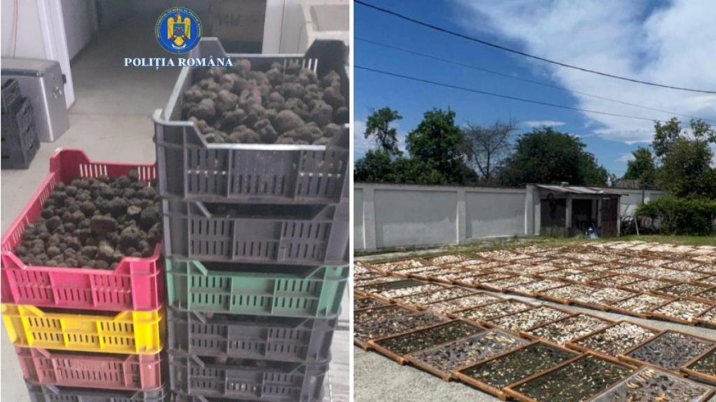 Trufe si fructe de padure in mijlocul unor afaceri ilegale de peste 13 milioane de lei Care sunt