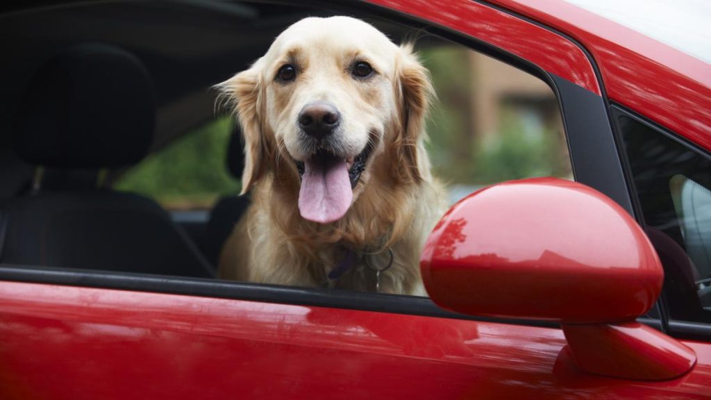Cum trebuie sa fie transportate animalele de companie in masina Multi nu stiu iar amenda poate ajunge la