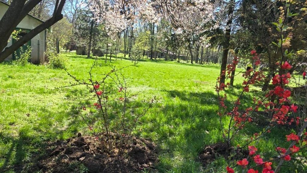 „Dispunem de cea mai mare Grădină Japoneză din Europa”. Imagini impresionante din Herăstrău, unde Primăria… Dispunem de cea mai mare gradina japoneza din europa imagini impresionante din herastrau unde primaria