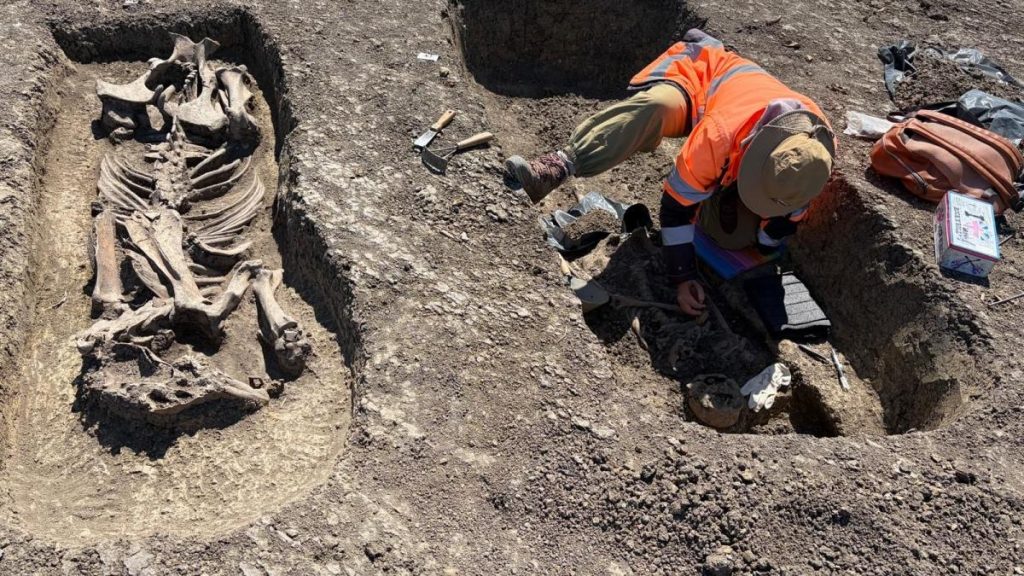 Descoperire uimitoare pe santierul Centurii de Vest a Timisorei Un razboinic inmormantat cu tot