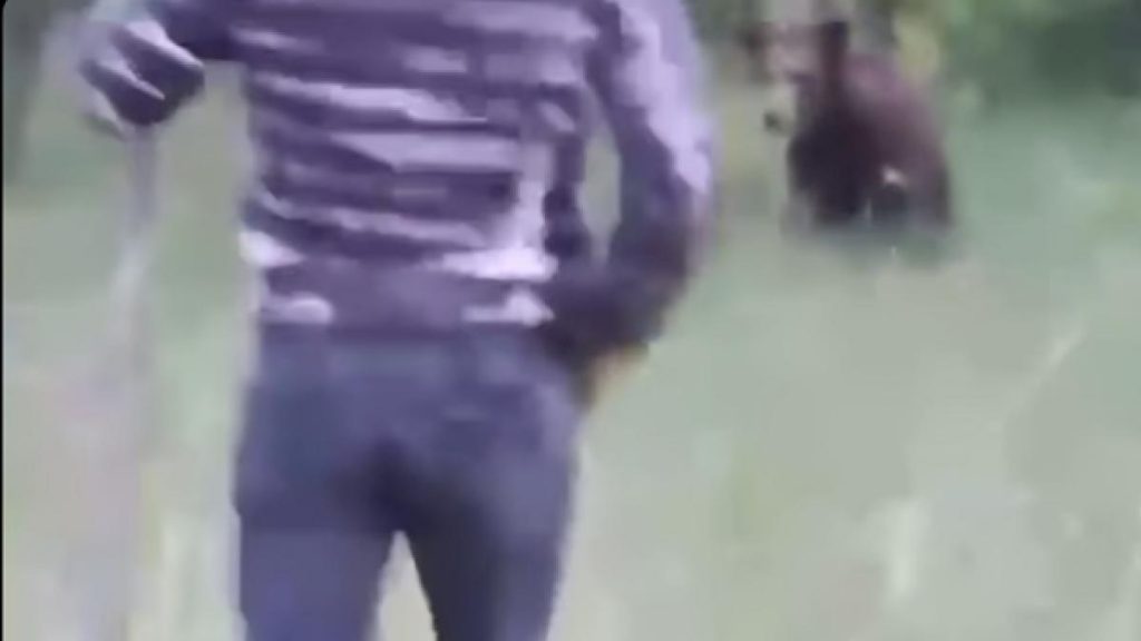 imagini uimitoare din Valcea un barbat a urmarit un urs cu o lopata uitele dai in cap