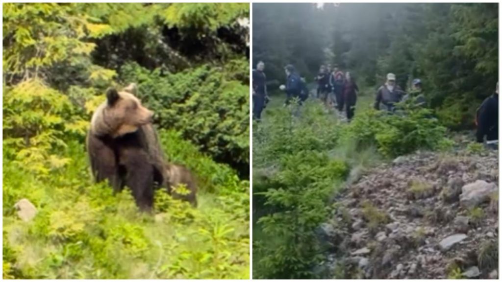 37 de turiști polonezi au fost ajutați de jandarmi să coboare de pe munte după ce au întâlnit o ursoaică cu un… 37 de turisti polonezi au fost ajutati de jandarmi sa coboare de pe munte dupa ce au intalnit o ursoaica cu un
