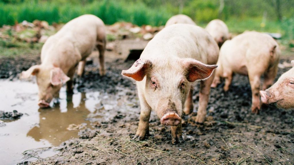 Camera Deputatilor a aprobat noi masuri pentru lupta impotriva pestei porcine africane Ajutoare pentru