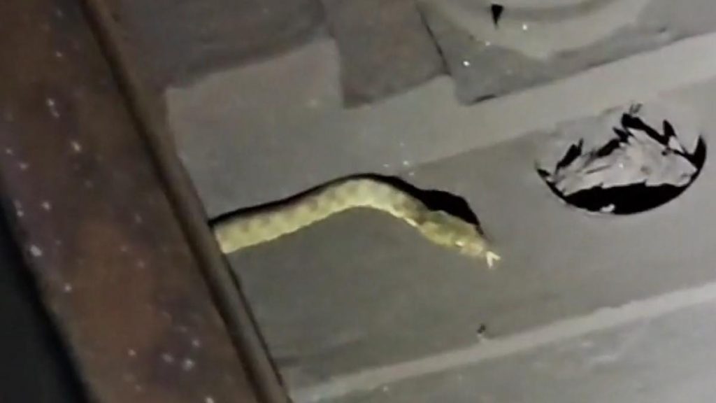 Dup pisici au aprut i erpi la metrou O reptil a fost surprins ntre staiile Mihai Bravu